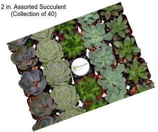 2 in. Assorted Succulent (Collection of 40)