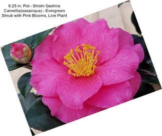 9.25 in. Pot - Shishi Gashira Camellia(sasanqua) - Evergreen Shrub with Pink Blooms, Live Plant