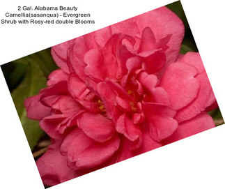 2 Gal. Alabama Beauty Camellia(sasanqua) - Evergreen Shrub with Rosy-red double Blooms