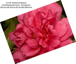 2.5 Qt. Alabama Beauty Camellia(sasanqua) - Evergreen Shrub with Rosy-red double Blooms