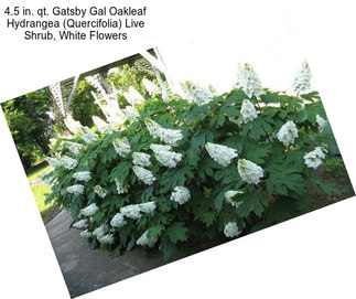 4.5 in. qt. Gatsby Gal Oakleaf Hydrangea (Quercifolia) Live Shrub, White Flowers