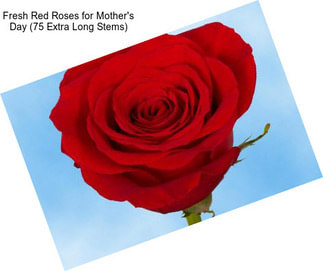 Fresh Red Roses for Mother\'s Day (75 Extra Long Stems)
