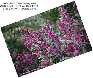 3 Gal. Pearl Glam Beautyberry (Callicarpa) Live Shrub, Dark Purple Foliage and Violet-Purple Berries