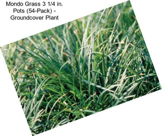Mondo Grass 3 1/4 in. Pots (54-Pack) - Groundcover Plant