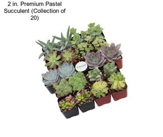 2 in. Premium Pastel Succulent (Collection of 20)