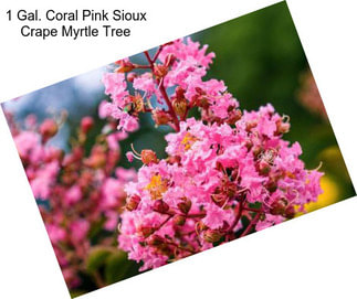 1 Gal. Coral Pink Sioux Crape Myrtle Tree