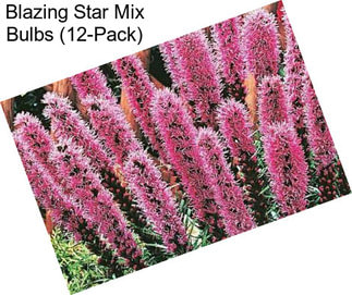 Blazing Star Mix Bulbs (12-Pack)