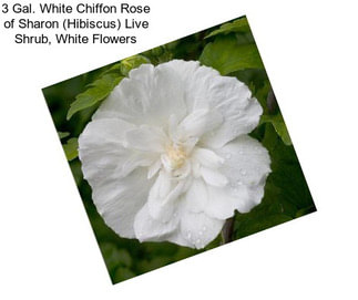 3 Gal. White Chiffon Rose of Sharon (Hibiscus) Live Shrub, White Flowers