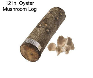 12 in. Oyster Mushroom Log
