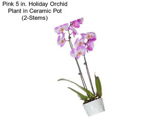 Pink 5 in. Holiday Orchid Plant in Ceramic Pot (2-Stems)