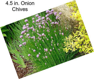 4.5 in. Onion Chives