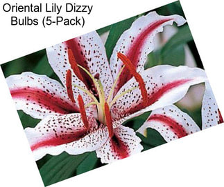 Oriental Lily Dizzy Bulbs (5-Pack)