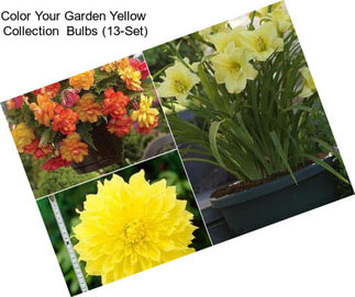 Color Your Garden Yellow  Collection  Bulbs (13-Set)