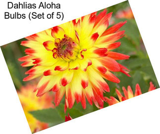 Dahlias Aloha Bulbs (Set of 5)