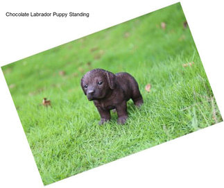 Chocolate Labrador Puppy Standing