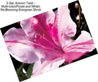 2 Gal. Autumn Twist - Multi-color(Purple and White) Re-Blooming Evergreen Shrub