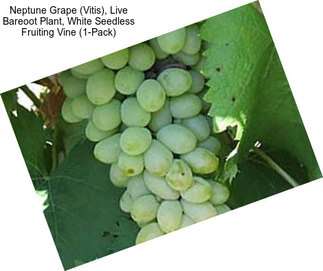 Neptune Grape (Vitis), Live Bareoot Plant, White Seedless Fruiting Vine (1-Pack)