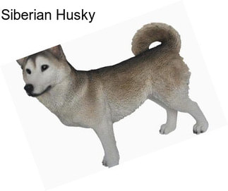 Siberian Husky