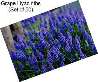 Grape Hyacinths (Set of 50)