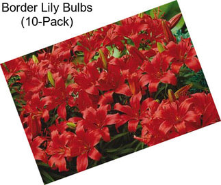 Border Lily Bulbs (10-Pack)