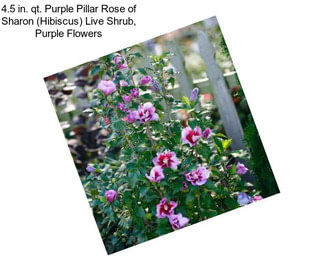 4.5 in. qt. Purple Pillar Rose of Sharon (Hibiscus) Live Shrub, Purple Flowers