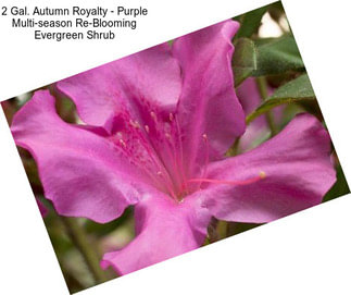 2 Gal. Autumn Royalty - Purple Multi-season Re-Blooming Evergreen Shrub