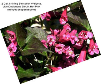 2 Gal. Shining Sensation Weigela, Live Deciduous Shrub, Hot-Pink Trumpet-Shaped Blooms