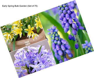 Early Spring Bulb Garden (Set of 75)