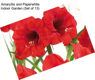 Amaryllis and Paperwhite Indoor Garden (Set of 13)