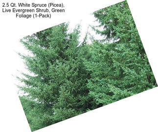 2.5 Qt. White Spruce (Picea), Live Evergreen Shrub, Green Foliage (1-Pack)