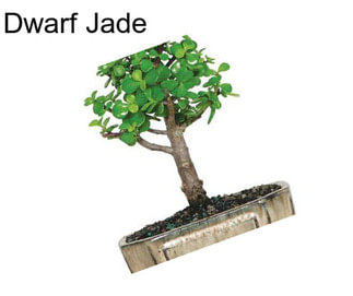 Dwarf Jade