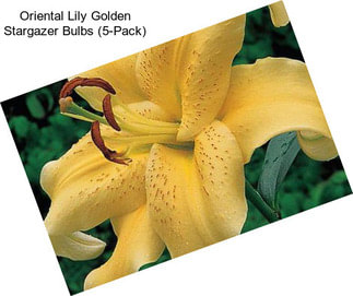 Oriental Lily Golden Stargazer Bulbs (5-Pack)