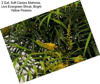 2 Gal. Soft Caress Mahonia, Live Evergreen Shrub, Bright Yellow Flowers