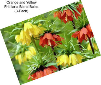 Orange and Yellow Fritillaria Blend Bulbs (3-Pack)