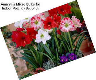 Amaryllis Mixed Bulbs for Indoor Potting (Set of 5)