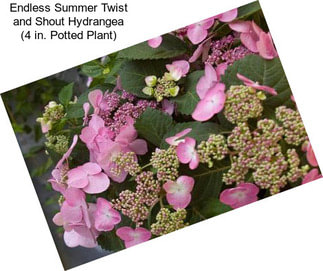 Endless Summer Twist and Shout Hydrangea (4 in. Potted Plant)