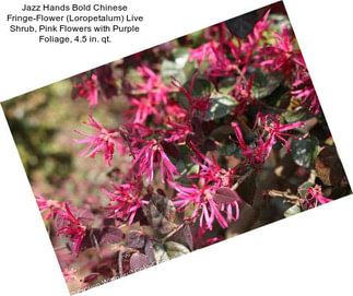 Jazz Hands Bold Chinese Fringe-Flower (Loropetalum) Live Shrub, Pink Flowers with Purple Foliage, 4.5 in. qt.