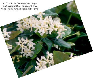 9.25 in. Pot - Confederate Large Leaf Jasmine(Star Jasmine), Live Vine Plant, White Fragrant Blooms