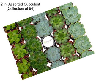 2 in. Assorted Succulent (Collection of 64)