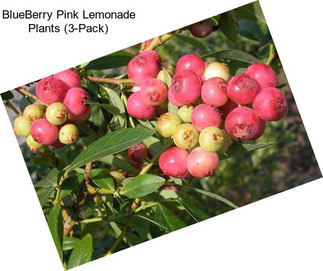 BlueBerry Pink Lemonade Plants (3-Pack)