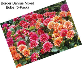 Border Dahlias Mixed Bulbs (5-Pack)