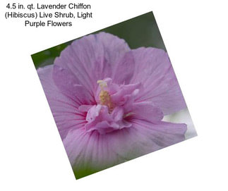 4.5 in. qt. Lavender Chiffon (Hibiscus) Live Shrub, Light Purple Flowers