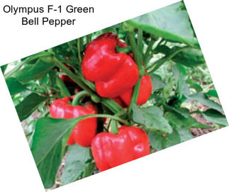 Olympus F-1 Green Bell Pepper