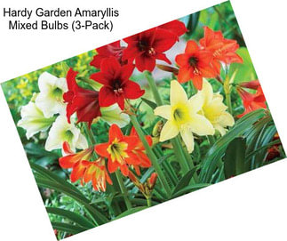 Hardy Garden Amaryllis Mixed Bulbs (3-Pack)