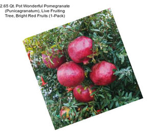 2.65 Qt. Pot Wonderful Pomegranate (Punicagranatum), Live Fruiting Tree, Bright Red Fruits (1-Pack)