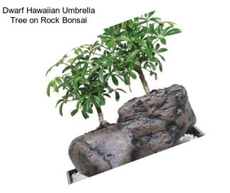 Dwarf Hawaiian Umbrella Tree on Rock Bonsai