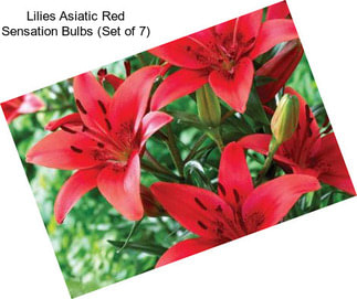 Lilies Asiatic Red Sensation Bulbs (Set of 7)