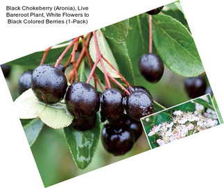 Black Chokeberry (Aronia), Live Bareroot Plant, White Flowers to Black Colored Berries (1-Pack)