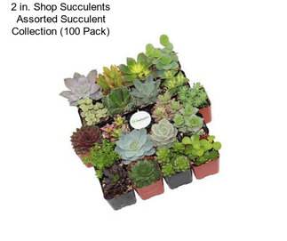 2 in. Shop Succulents Assorted Succulent Collection (100 Pack)