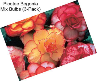 Picotee Begonia Mix Bulbs (3-Pack)